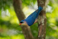 Brhlik cervenozoby - Sitta frontalis - Velvet-fronted Nuthatch o6548